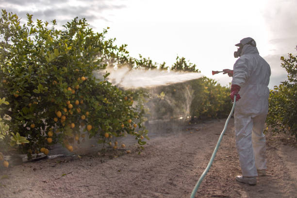 Best Termite Control Services  in Atmore, AL